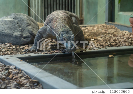 東山動植物園、コモドオオトカゲのタロウ〈愛知県名古屋市〉 118033666