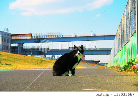 荒川河川敷の道路上にたたずむ野良猫のいる風景 118033667