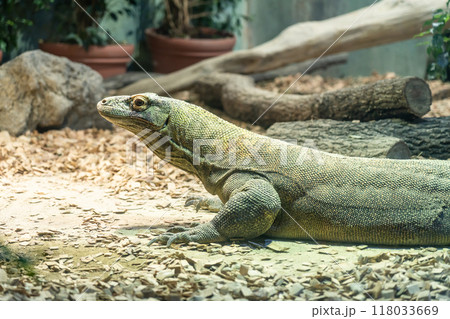 東山動植物園、コモドオオトカゲのタロウ〈愛知県名古屋市〉 118033669