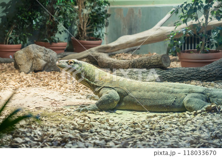 東山動植物園、コモドオオトカゲのタロウ〈愛知県名古屋市〉 118033670