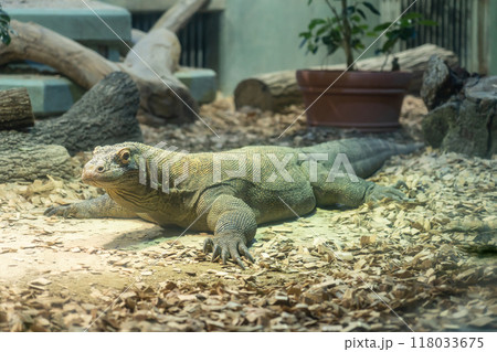 東山動植物園、コモドオオトカゲのタロウ〈愛知県名古屋市〉 118033675