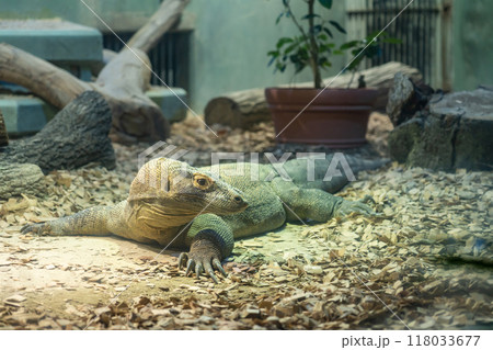 東山動植物園、コモドオオトカゲのタロウ〈愛知県名古屋市〉 118033677