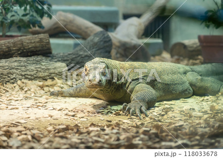 東山動植物園、コモドオオトカゲのタロウ〈愛知県名古屋市〉 118033678