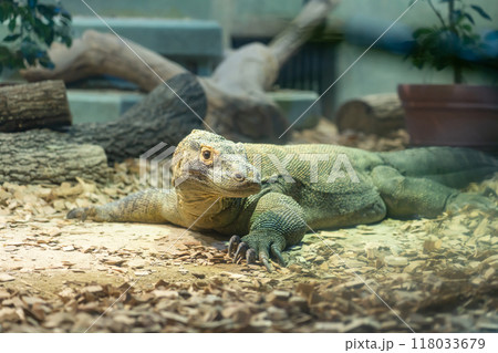 東山動植物園、コモドオオトカゲのタロウ〈愛知県名古屋市〉 118033679