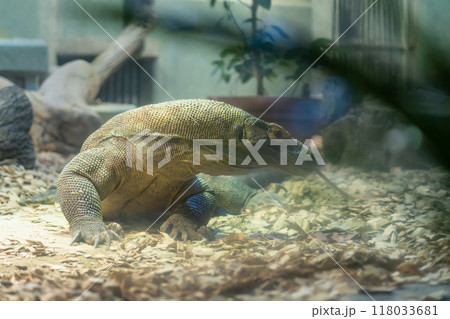 東山動植物園、コモドオオトカゲのタロウ〈愛知県名古屋市〉 118033681
