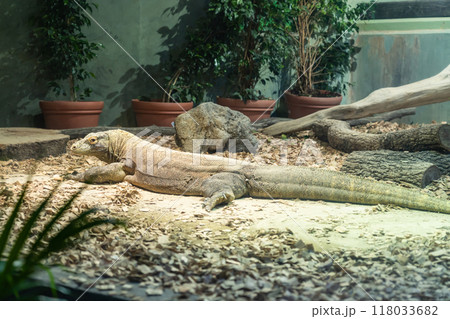 東山動植物園、コモドオオトカゲのタロウ〈愛知県名古屋市〉 118033682