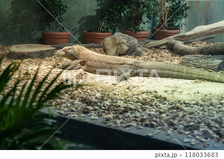 東山動植物園、コモドオオトカゲのタロウ〈愛知県名古屋市〉 東山動植物園、コモドオオトカゲのタロウ〈愛知県名古屋市〉 118033683