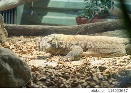 東山動植物園、コモドオオトカゲのタロウ〈愛知県名古屋市〉 118033687