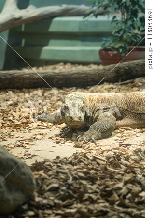 東山動植物園、コモドオオトカゲのタロウ〈愛知県名古屋市〉 118033691