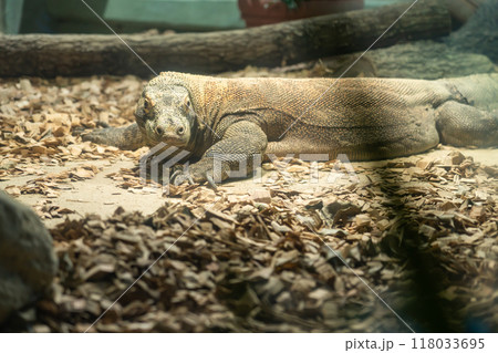 東山動植物園、コモドオオトカゲのタロウ〈愛知県名古屋市〉 118033695