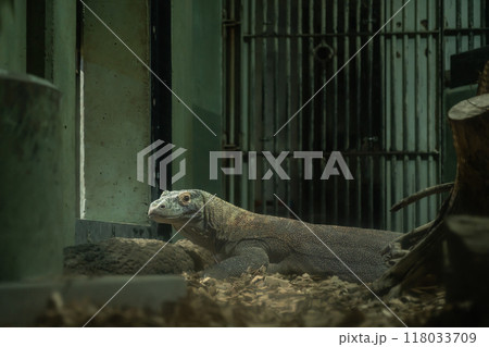 東山動植物園、コモドオオトカゲのタロウ〈愛知県名古屋市〉 118033709