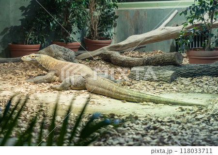東山動植物園、コモドオオトカゲのタロウ〈愛知県名古屋市〉 118033711