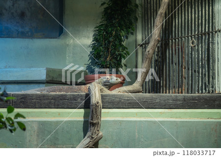 東山動植物園、コモドオオトカゲのタロウ〈愛知県名古屋市〉 118033717