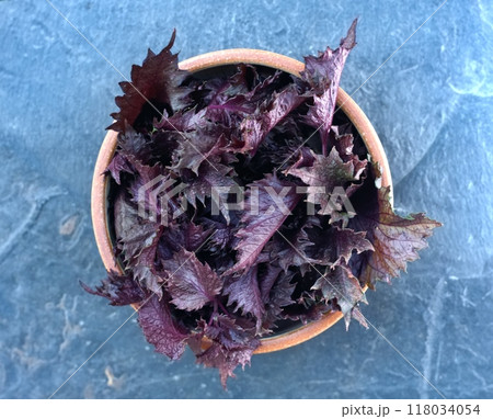 Fresh leaves of purple Perilla frutescens var. crispa in a bowl on the stone table, flat lay. 118034054