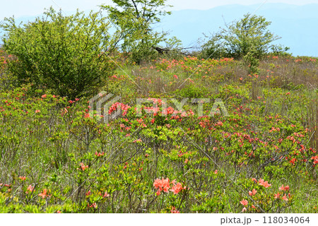 初夏の高ボッチ高原の風景 118034064