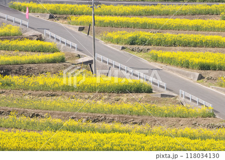 満開の菜の花畑 118034130