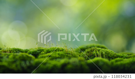 Moss background, green moss on wooden background blur nature Moss background, green moss on wooden background blur nature 118034231