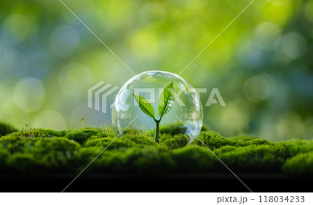 Young tree growing in moss and green nature background Young tree growing in moss and green nature background 118034233