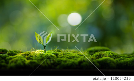 Young tree growing in moss and green nature background 118034239
