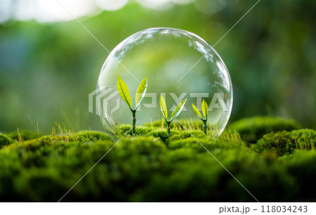 Trees grow on moss in green nature,Growing in green nature and protecting the growth of nature and trees Trees grow on moss in green nature,Growing in green nature and protecting the growth of nature and trees 118034243