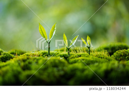Trees grow on moss in green nature,Growing in green nature and protecting the growth of nature and trees Trees grow on moss in green nature,Growing in green nature and protecting the growth of nature and trees 118034244