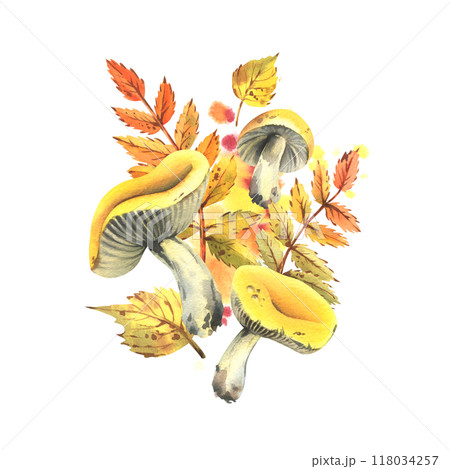Autumn rowan and birch leaves orange, brown and yellow, with edible mushrooms russula yellow. Watercolor illustration hand-drawn. Sublimation isolated from the background Autumn rowan and birch leaves orange, brown and yellow, with edible mushrooms russula yellow. Watercolor illustration hand-drawn. Sublimation isolated from the background 118034257