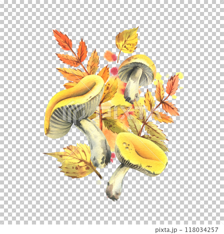 Autumn rowan and birch leaves orange, brown and yellow, with edible mushrooms russula yellow. Watercolor illustration hand-drawn. Sublimation isolated from the background Autumn rowan and birch leaves orange, brown and yellow, with edible mushrooms russula yellow. Watercolor illustration hand-drawn. Sublimation isolated from the background 118034257