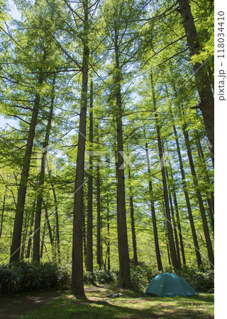 カラマツ林の中にポツンとテントが一張 118034410