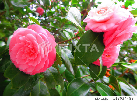 オトメツバキの花のある風景 オトメツバキの花のある風景 118034488