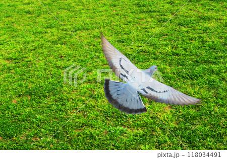 公園で鳩（ドバト、カワラバト）が飛んでいる風景 118034491