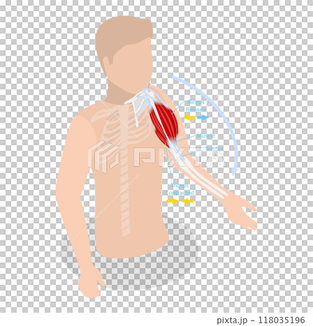 3D Isometric Flat  Illustration of Anatomical Contracted And Relaxed Arm Muscular. Item 2 118035196