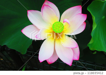 足立堀之内公園（東京都足立区）のハスの花の風景（2024年撮影） 118035412