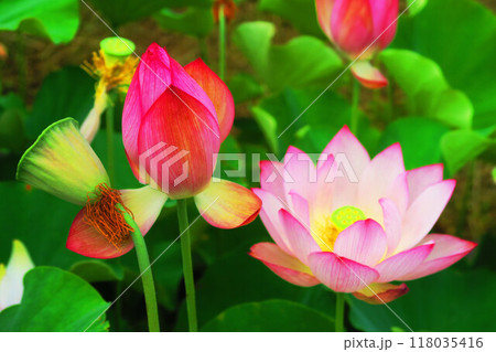 足立堀之内公園（東京都足立区）のハスの花の風景（2024年撮影） 118035416