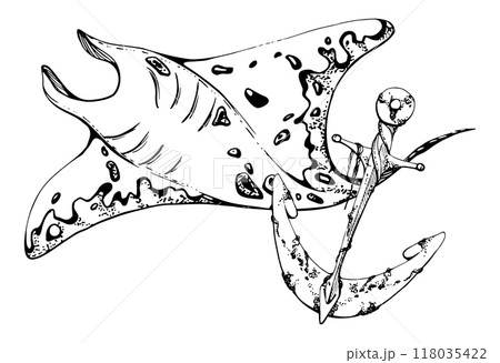 Stingray manta with anchor, Marine life, sea ocean underwater creatures animal, Ink and pen sketch hand drawn. Composition illustration, stylized, isolated on white. Shop, aquarium, cosmetics, resort Stingray manta with anchor, Marine life, sea ocean underwater creatures animal, Ink and pen sketch hand drawn. Composition illustration, stylized, isolated on white. Shop, aquarium, cosmetics, resort 118035422