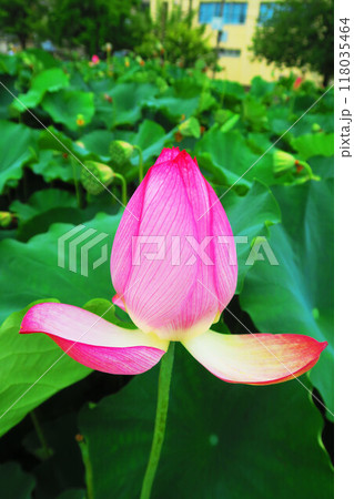 足立堀之内公園（東京都足立区）のハスの花の風景（2024年撮影） 118035464