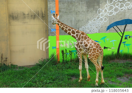 旭山動物園　かわいいキリン 118035643