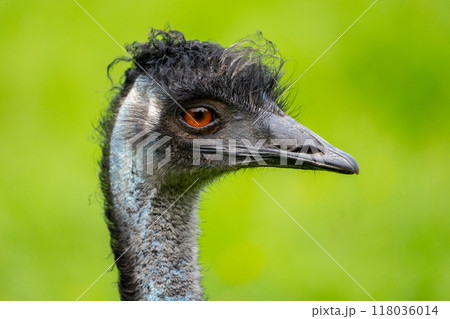 This emu features a striking portrait showcasing its unique facial features against a lush green background. The vivid colors enhance its curious expression, highlighting its crown of feathers. 118036014