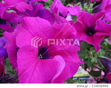 ピンクのペチュニアの花のアップ ピンクのペチュニアの花のアップ 118036408