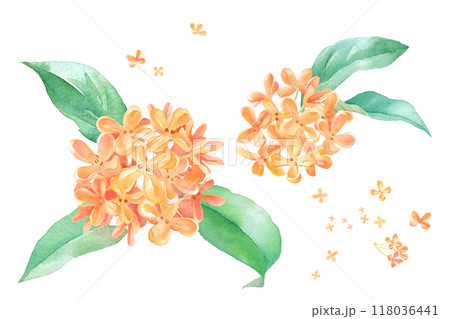 晩夏の花:キンモクセイの水彩イラスト 晩夏の花:キンモクセイの水彩イラスト 118036441