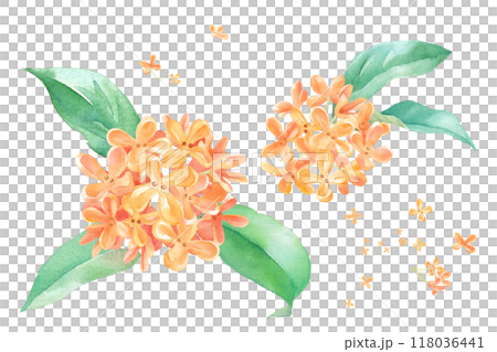 晩夏の花:キンモクセイの水彩イラスト 晩夏の花:キンモクセイの水彩イラスト 118036441