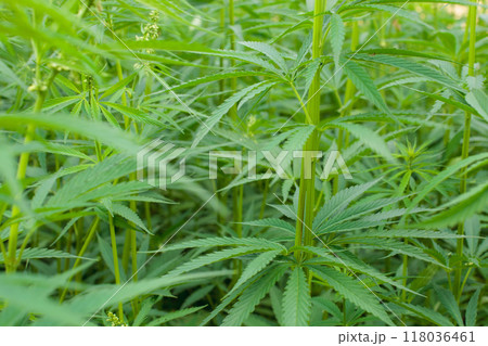 Close-up of dense green cannabis plants growing in a field during daylight. 118036461