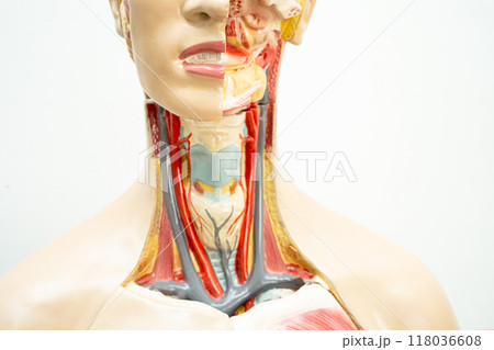 Human model anatomy for medical training course, teaching medicine education. Human model anatomy for medical training course, teaching medicine education. 118036608