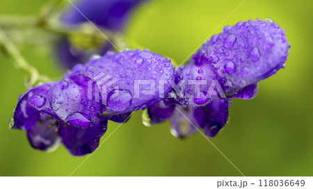 drops of morning dew on a purple flower, macro photo 118036649