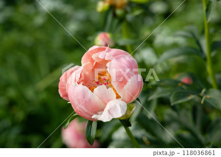 Herbaceous peony Coral charm in flowers garden Herbaceous peony Coral charm in flowers garden 118036861