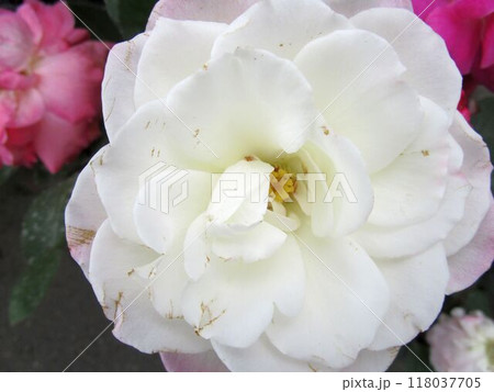 白いバラの花のアップ 118037705