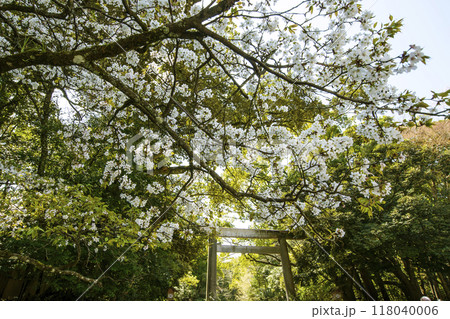 春の伊勢神宮　桜と鳥居の風景　桜と新緑に包まれた内宮　伊勢志摩観光スポット 118040006