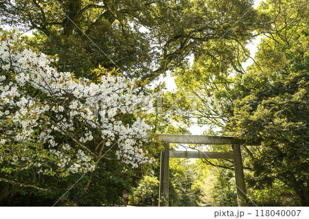 春の伊勢神宮　桜と鳥居の風景　桜と新緑に包まれた内宮　伊勢志摩観光スポット 118040007