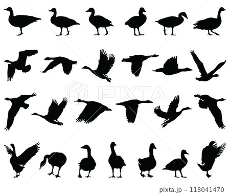 Black silhouettes of geese on a white background Black silhouettes of geese on a white background 118041470