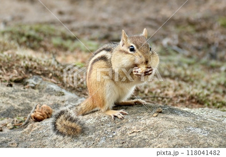 食べ物を頬張るチップモンク 118041482