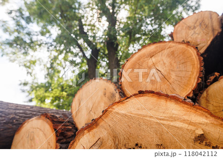 Close-up of a tree cut with wood grain against a forest background 118042112